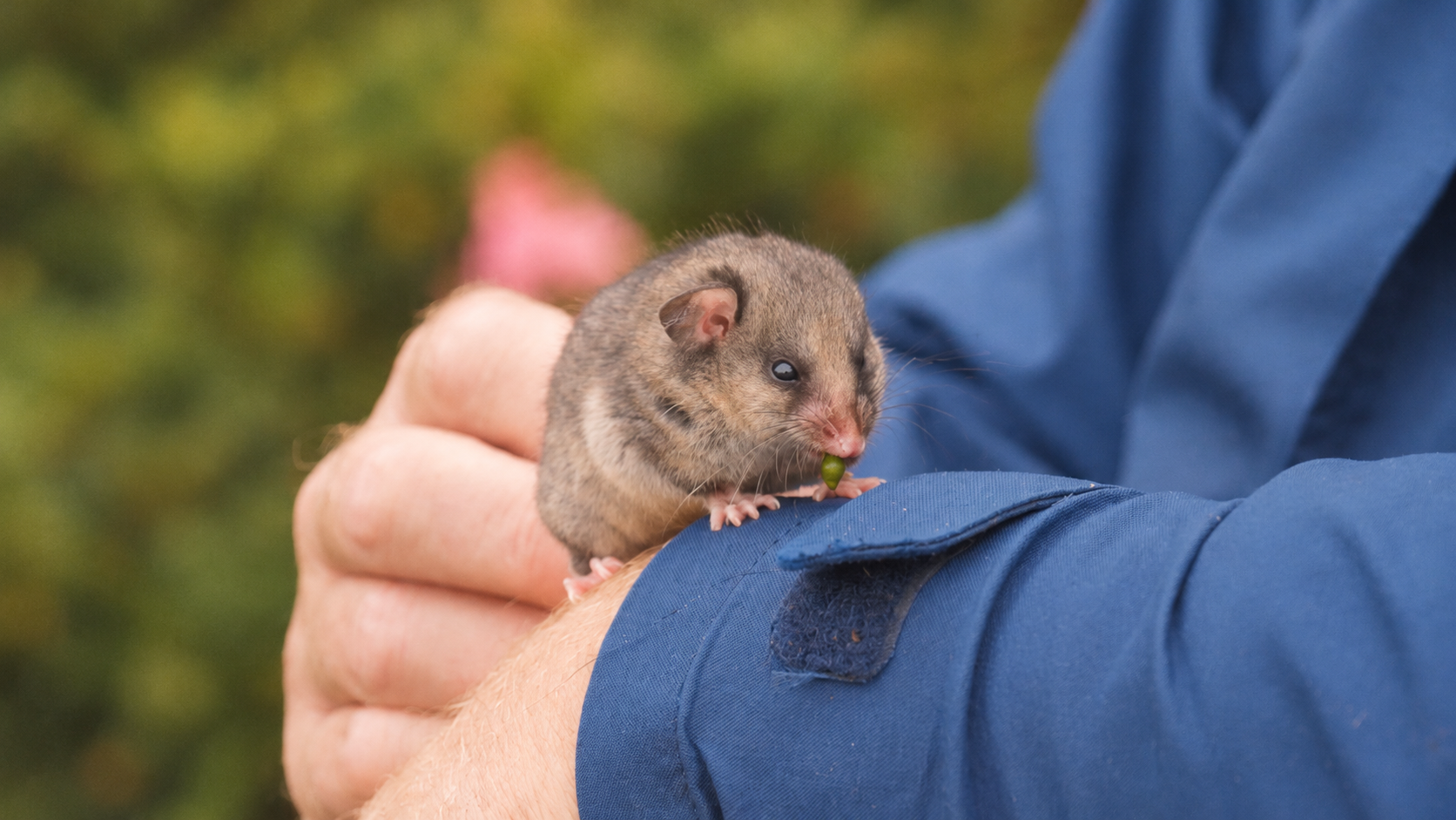 Mountain Pygmy Possum Recovery Project